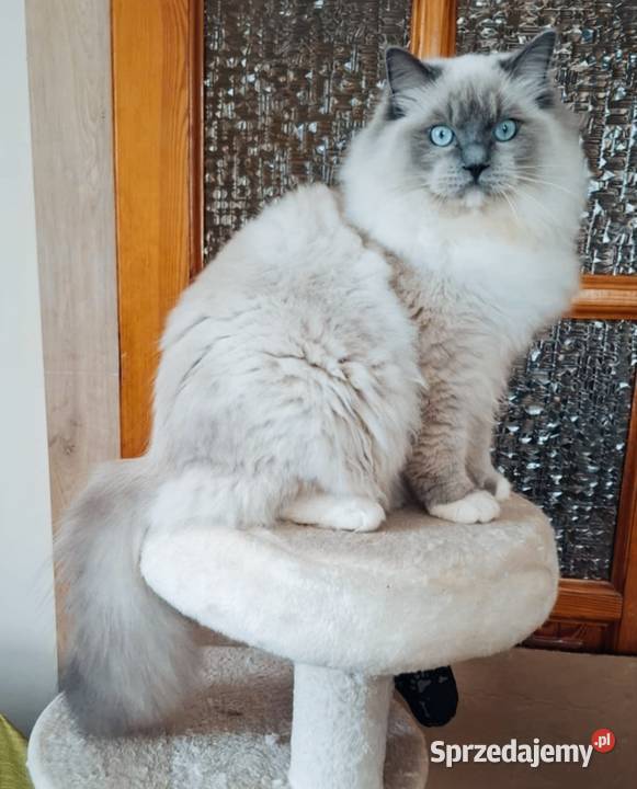 Ragdoll piękny kocur hodowlano wystawowy