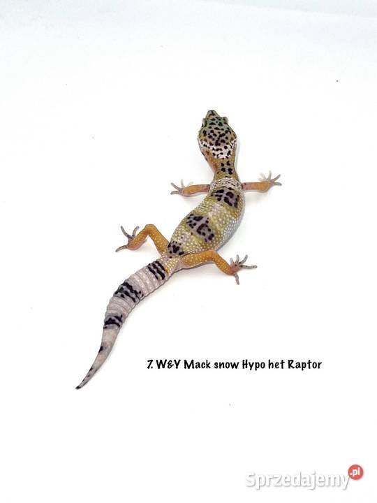 Kolorowe gekony lamparcie z hodowli 2026 Poznań