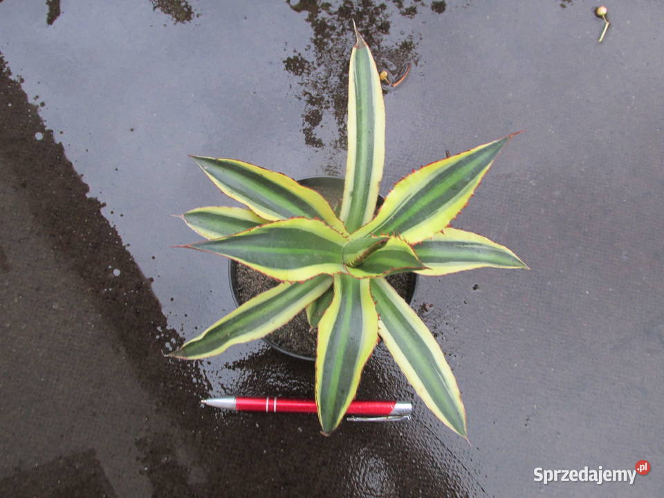 Agawa w czterech kolorach Agave lophantha