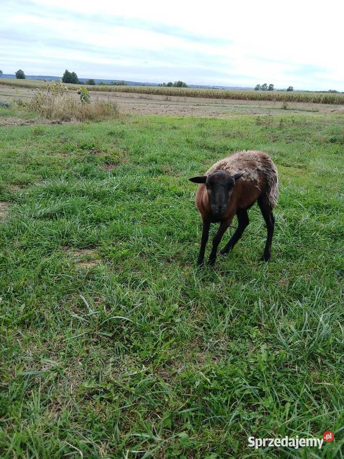 Owce kameruńskie Piórków