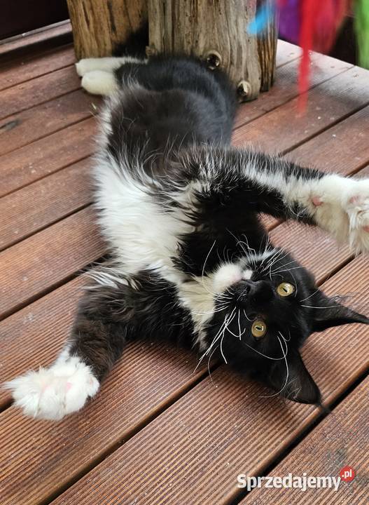 Czarno biały kocurek Maine Coon FPL Koty