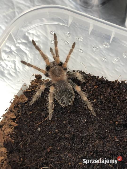 Ptaszniki Warszawianka sprzedam