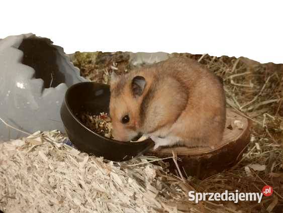 ŚCIÓŁKA LNIANA 21 paździerz MERCEDES wśród Wrocław