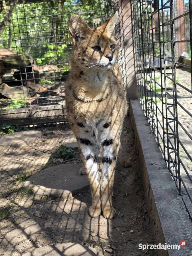 Serwal sawannowy serval kot egzotyczny samiec Kraków