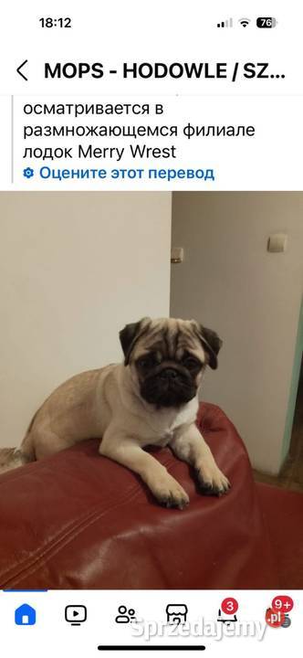 Piękne mopsiki Mops Łask