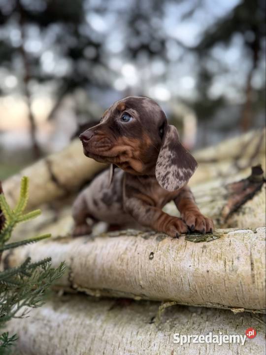 Wyjątkowa Sunia Jamnik miniaturowy Choco merle z Jamnik małopolskie Kraków