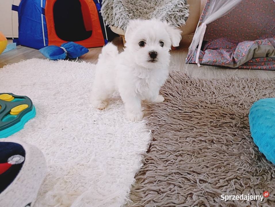 Maltańczyk szczenię piesek śląskie Racibórz sprzedam