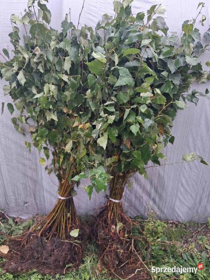 Brzoza pospolita 2 letnia sadzonki 5070 komplet Liściaste Opoczno sprzedam