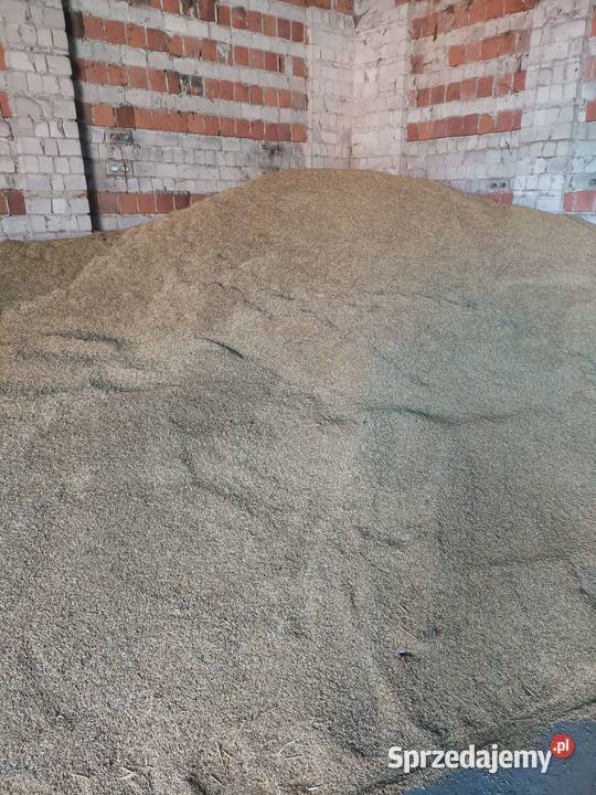 Owies bingo z centrali Grodziec sprzedam