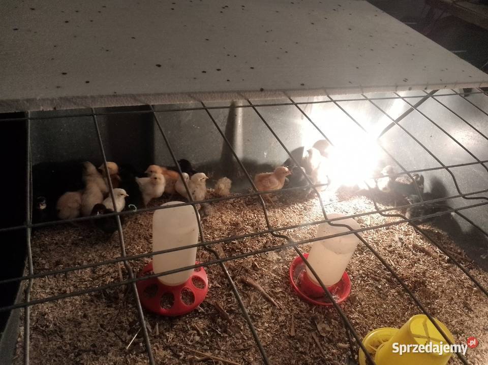 Kurkikoguciki przepiórki Ptaki Skrzeszewo sprzedam