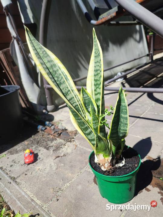 Sanseveria Języki teściowej Mysłowice