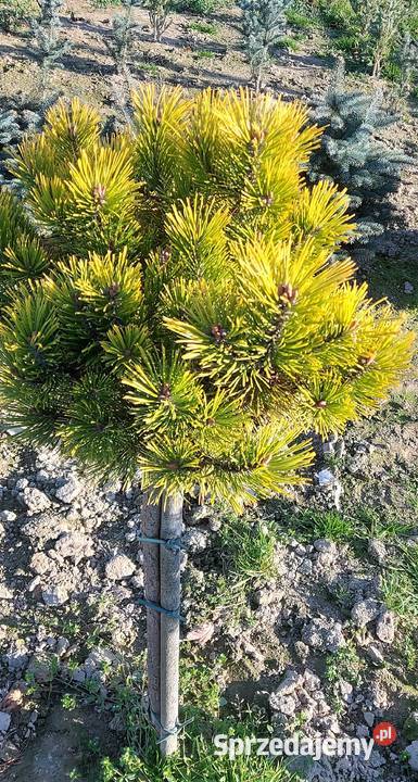 sosna kosodrzewina Carsten Skała sprzedam