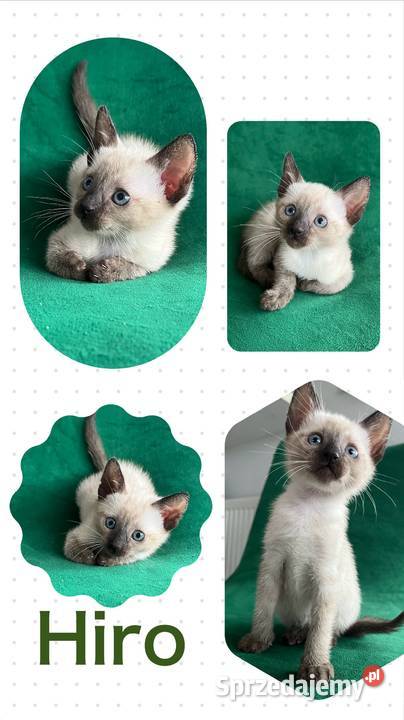 Sprzedam koty syjamskie starego Syjamski Gorzów Wielkopolski sprzedam