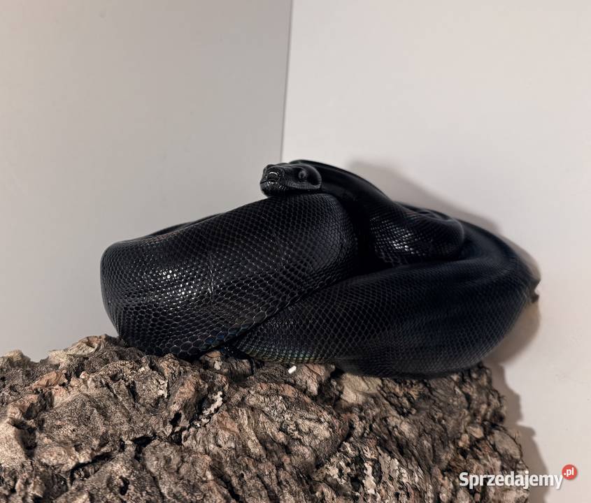 Boa Imperator Motley IMG