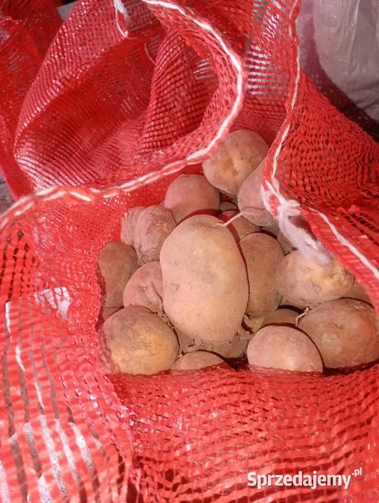 Ziemniaki jadalne lubelskie Płonka