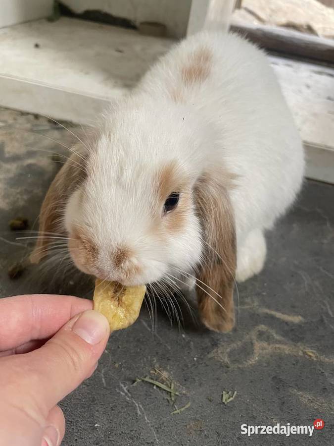 Króliki mini lop x lion head Pozostałe wielkopolskie