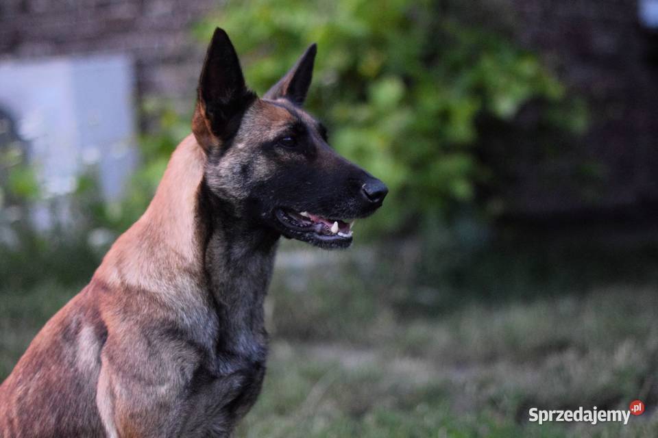 Riko owczarek belgijski malinois Psy Lublin