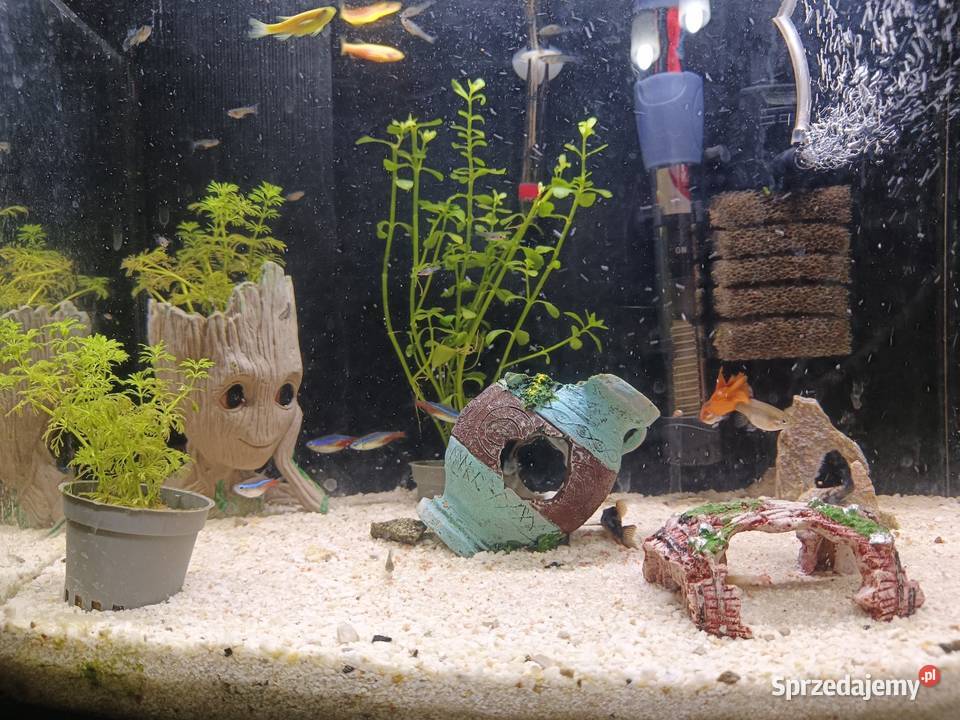 CZYTAJ OPIS Akwarium z pełnym wyposażeniem Agnopol