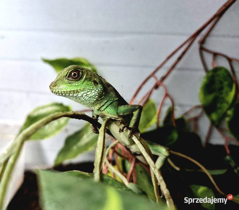 Młode Agamy Błotne Oława