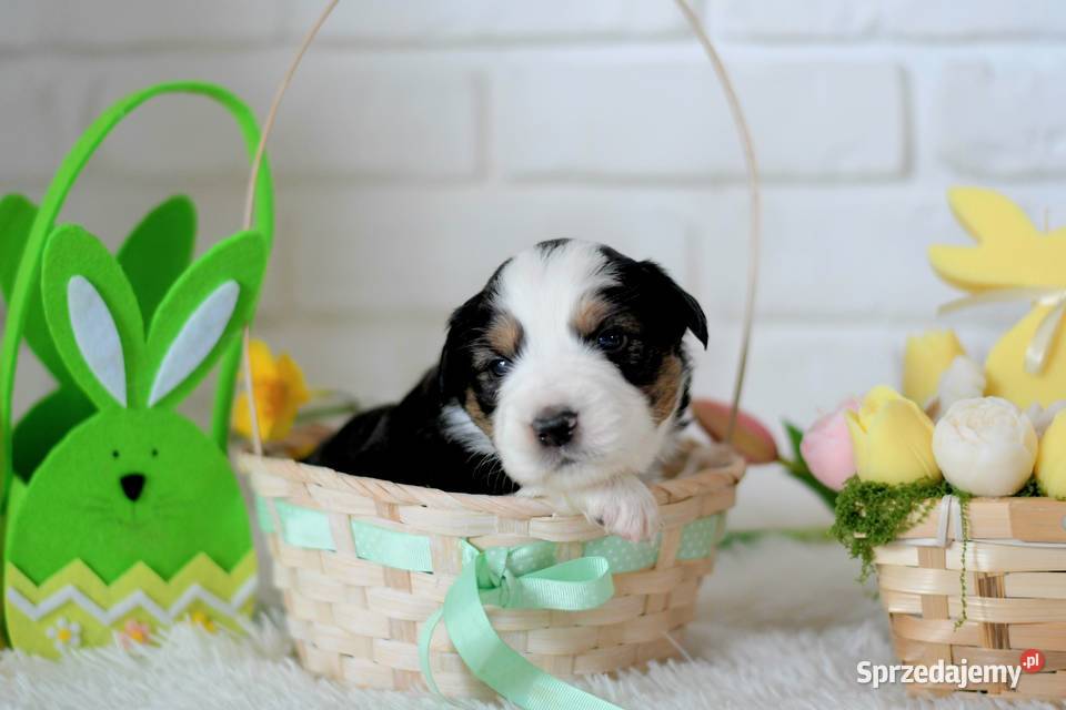 Amerykański Owczarek Miniaturowy FCI Pozostałe Drawno