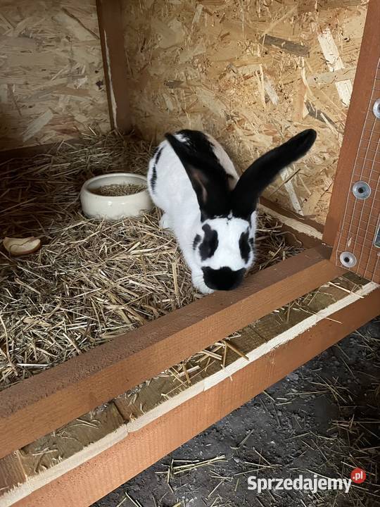 Królik srokacz niemiecki samica Żyrowa