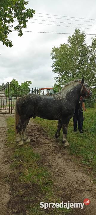 Sprzedam Ogiera zimnokrwistego Ujrzanów