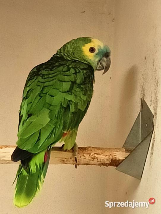 Amazonka niebieskoczelna Rybnik