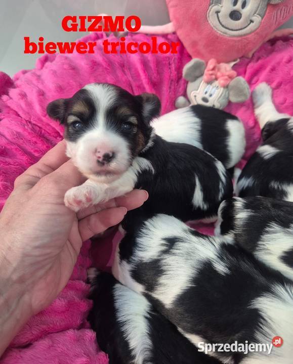 Piesek yorkshire terrier biewer tricolor sprzedam