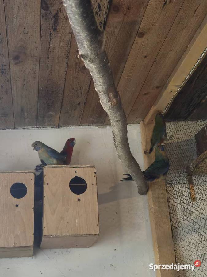 Sprzedam rozelle królewskie Mądre