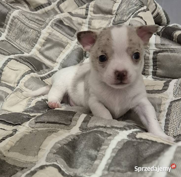 Chihuahua piesek merle z biały Chihuahua Wrocław