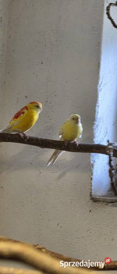 Papugi Swiergotki piękna para Sędziszów Małopolski