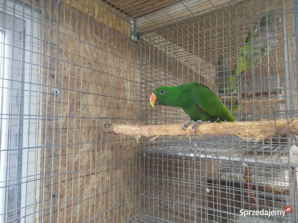 Lora Wielka EKLEKTUS Siedlce sprzedam