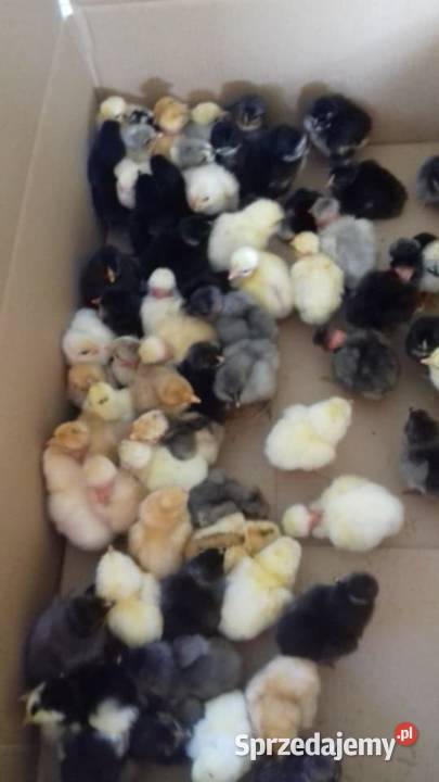 Sprzedam drub Krasnopol