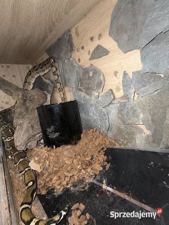 Boa Cesarski Boa imperator Terrarium opolskie Nysa