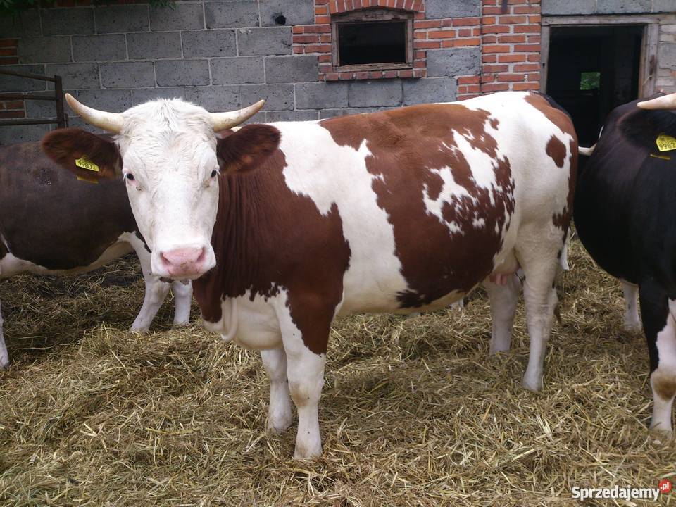 Jałówki cielne simentalhf Dub