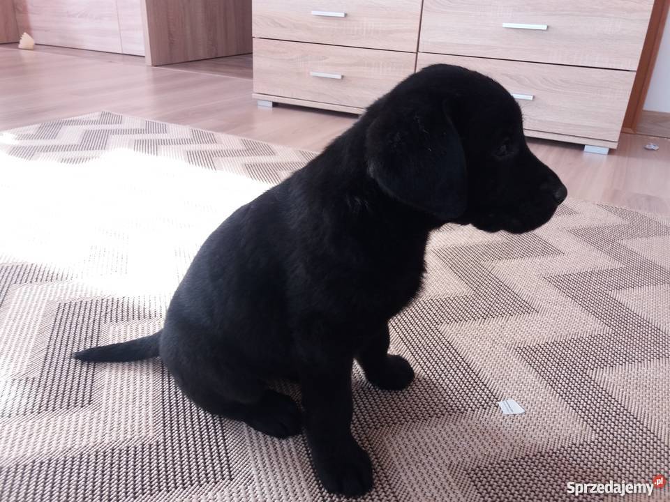 Labrador retriver labradory szczenięta szczeniak Kraśnik sprzedam