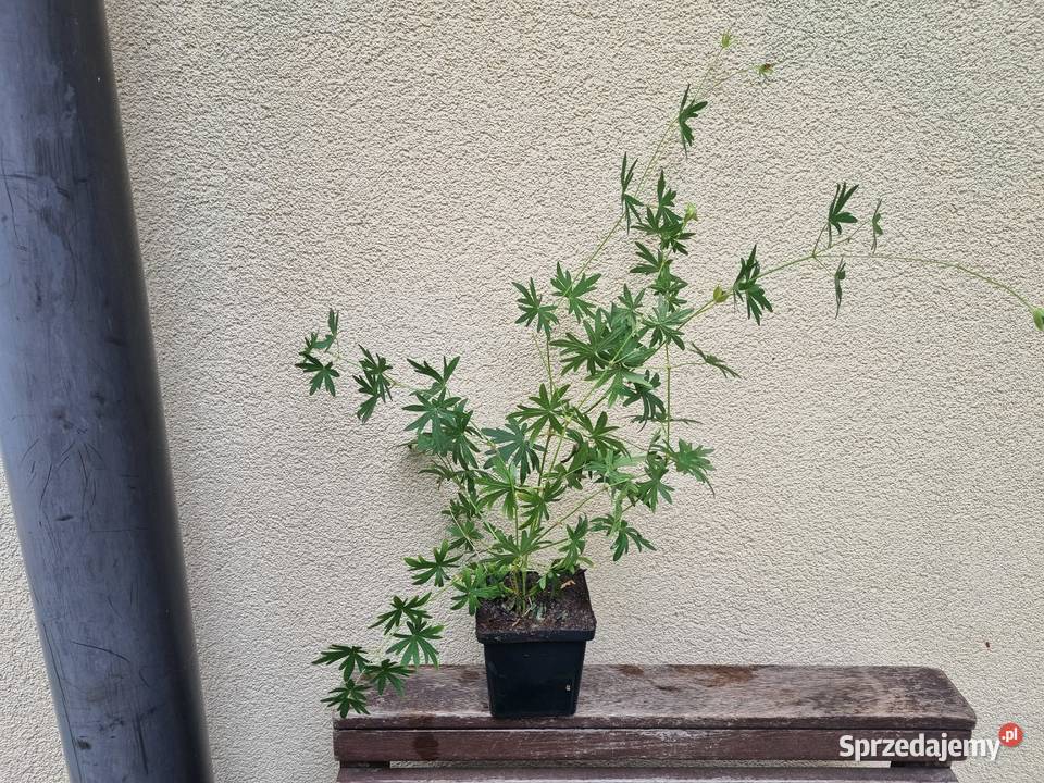 Bodziszek biały Geranium sanguineum Album Lublin