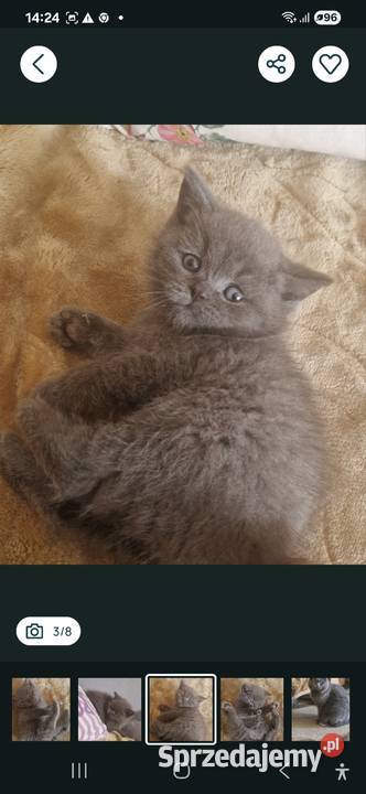 Brytyjskie niebieski chlopak krótkowłosy Szamotuły