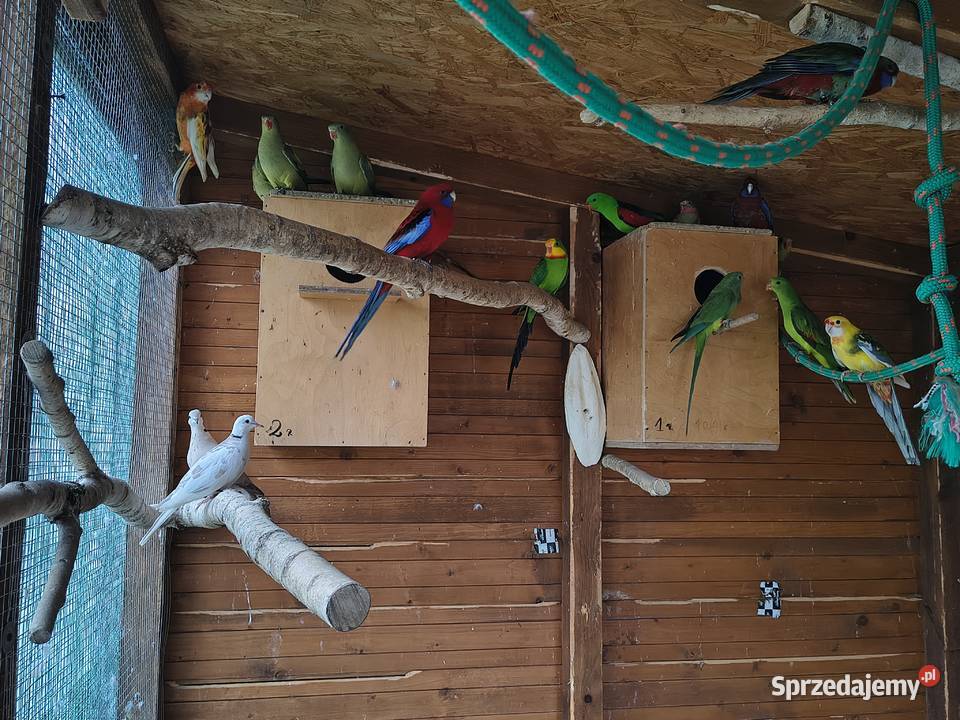 Rozelle królewskie i inne papugi Sobków
