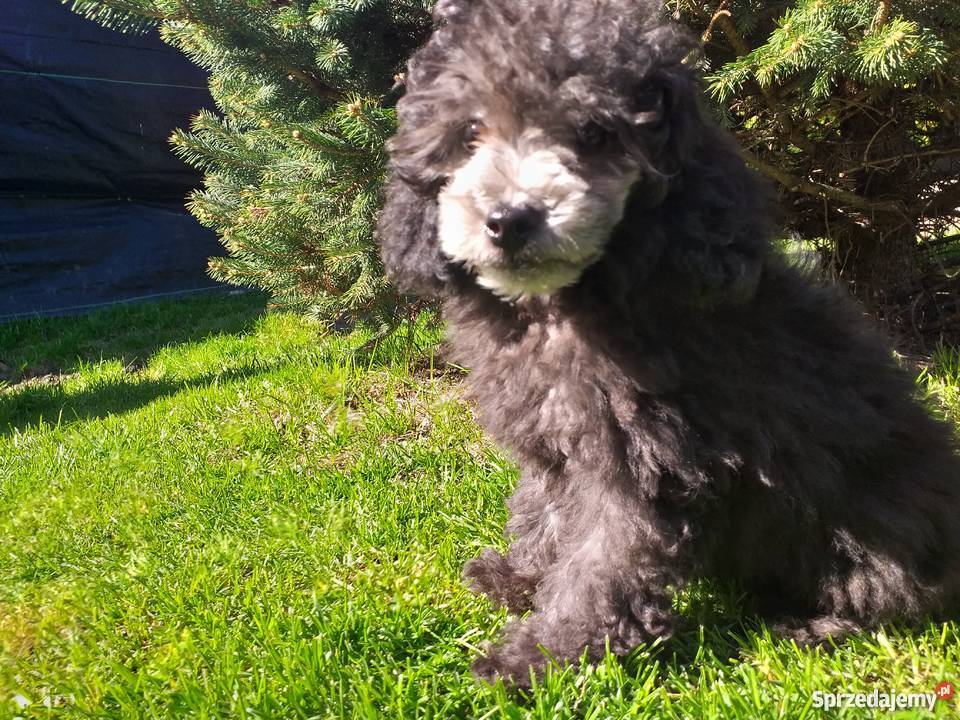 Pudel toy srebrny małopolskie Polanka Wielka sprzedam