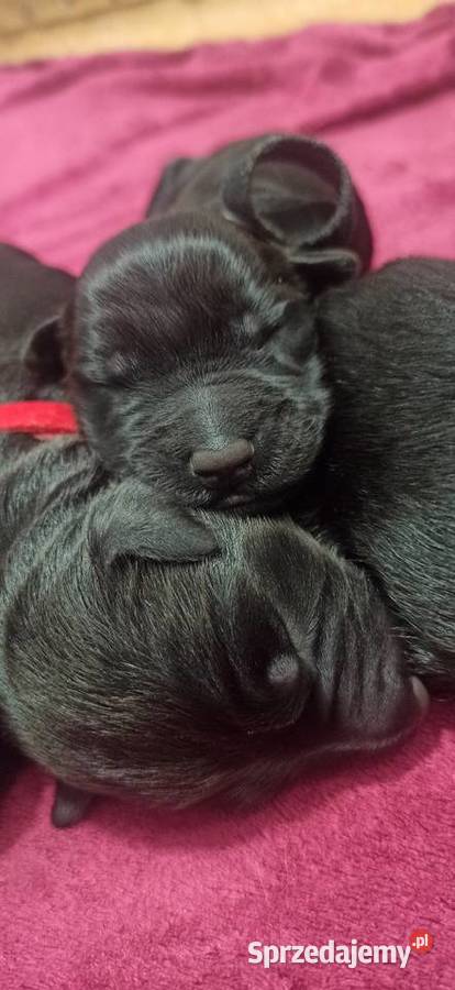 Czarny Terier Rosyjski szczeniak Zwierzęta Stary Zamek