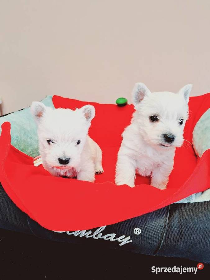 West suczki I pieski Przysucha sprzedam