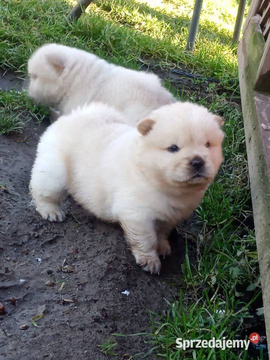 Chów chow szczeniaki Jasienica Dolna
