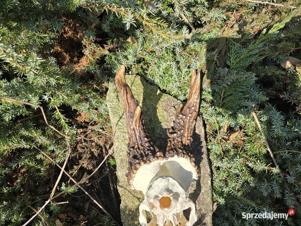 AKTUALNY REKORD ŚWIATA HAMPSHIRE 2893 CIC KOPIA Pozostałe