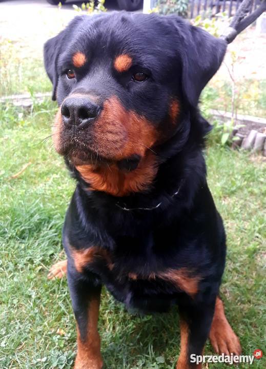 ROTTWEILER Reproduktor Sochaczew