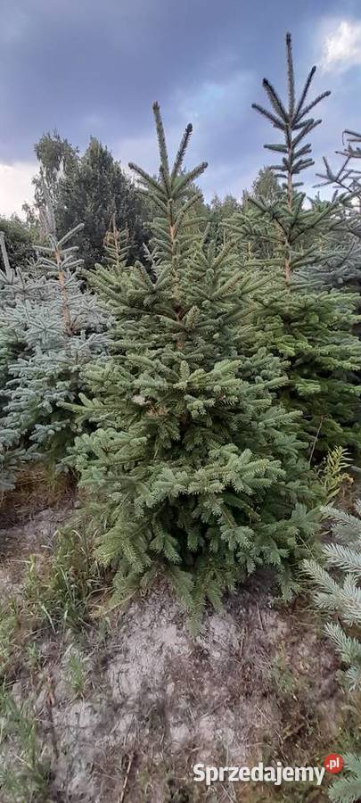 Sprzedaż plantacji choinki żywe świerk jodła świętokrzyskie Kielce