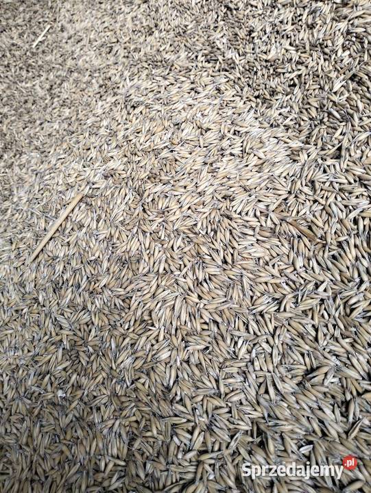 Owies jary jakości Kleszczewo Kościerskie