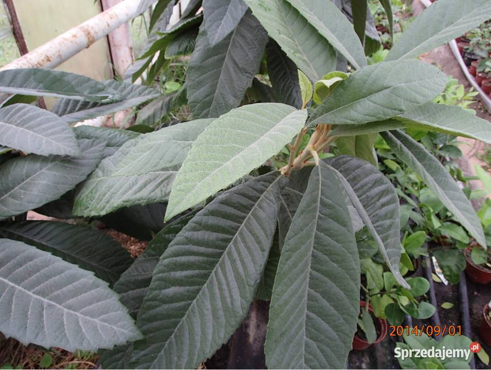 Nieszpułka Nieśplik japoński Sadzonka 50 Łódź