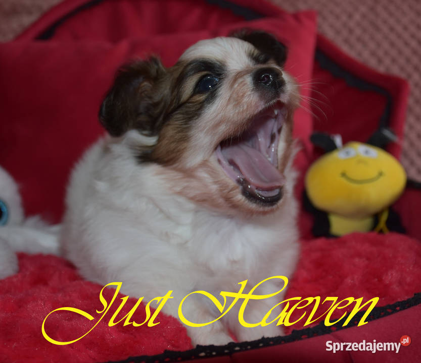Papillon Spaniel Kontynentalny Miniaturowy lubuskie Żary