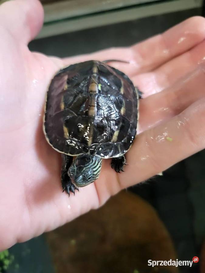 Żółw Wodno Lądowych Sklep Zoologiczny Katowice
